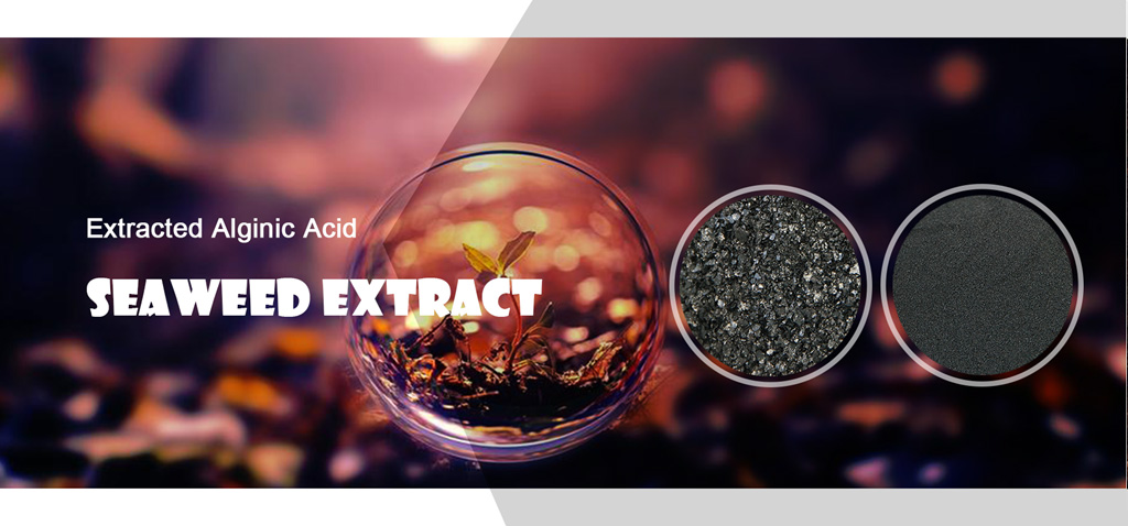 seaweed_extract